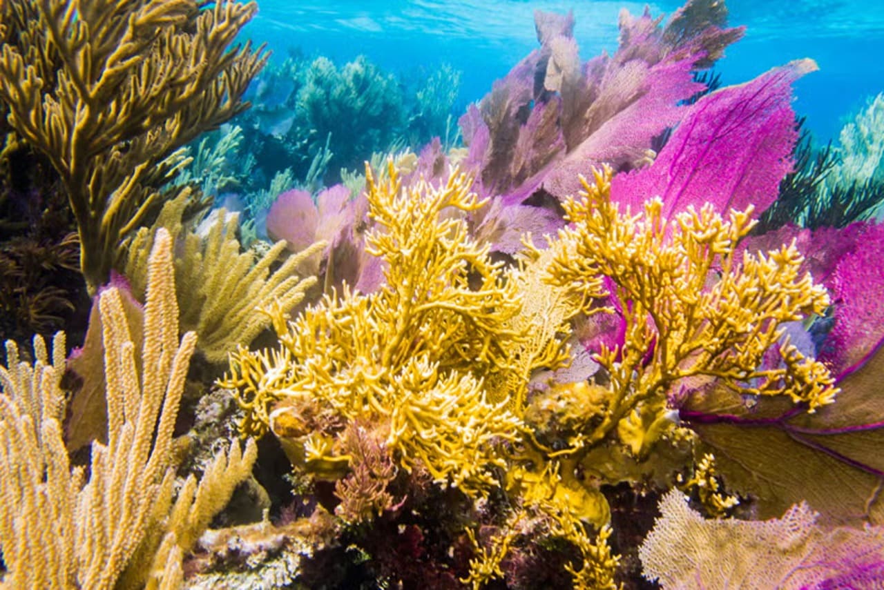 Snorkel in Santa Lucia Reef