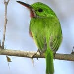 Package Birding 7 Days “Bird Watching”