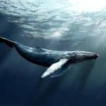 Excursion Whale Watching Samaná bay + Cayo Levantado from Puerto Plata (Private Transportation)