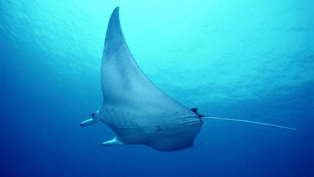 Las Catalinas: Discover Scuba Diving at Flamingo & Tamarindo