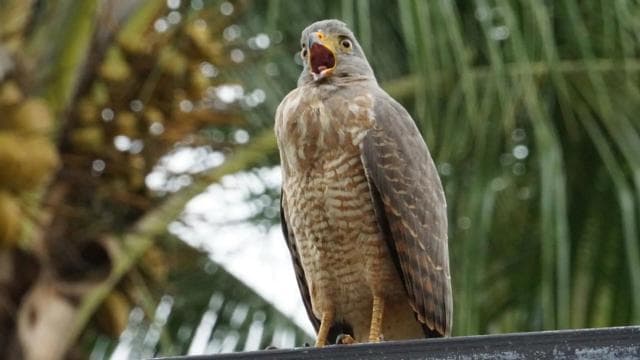 Uvita: Bird Watching Tour