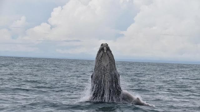 Drake Bay - Whales and Dolphins Watching Tour
