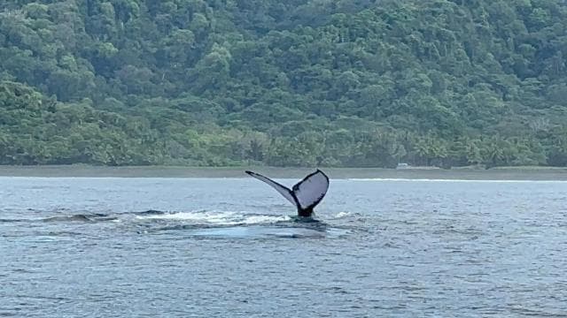 Puerto Jiménez: Dolphin Watching with a Snorkeling Stop