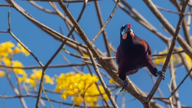 San Jose: Walking Nature Tour with Sloths, Birds, and Trees