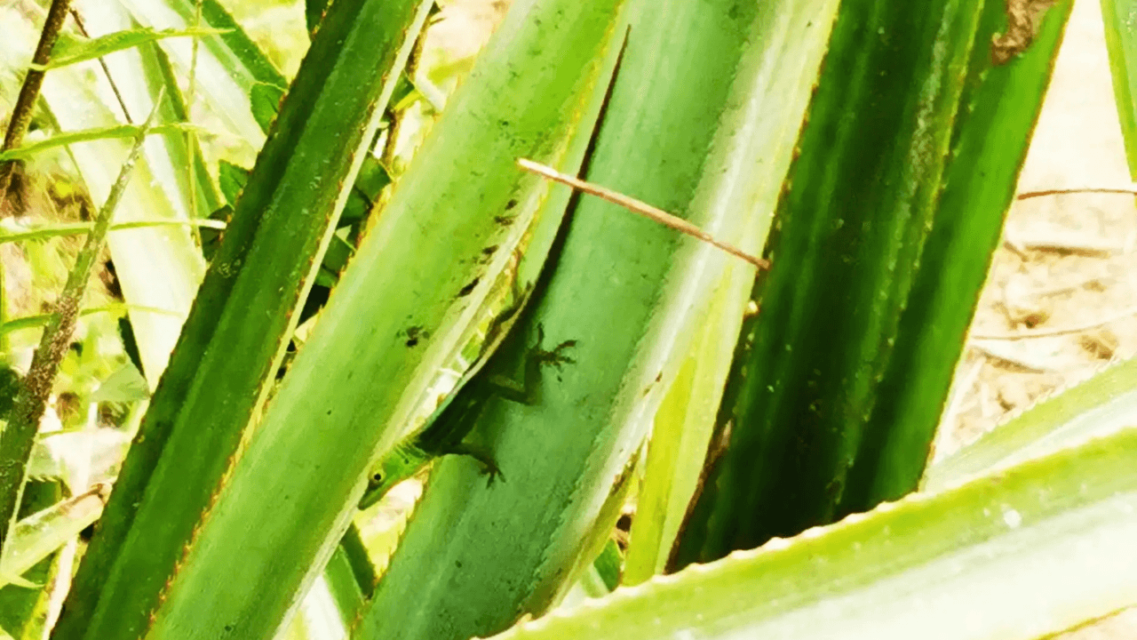Puerto Plata Trekking - Experience of Nature and Folklore