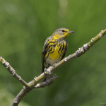 Punta Cana: Bird Watching at Punta Cana Foundation Area