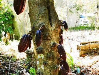 Private Damajagua Waterfalls Canyoning + Cocoa & Coffee Tour