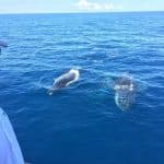 Samaná Whale Watching & Cayo Levantado (Bacardi Island) From Bayahibe