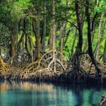 Los Haitises Tour from Las Terrenas & Bacardi Island (Cayo Levantado)