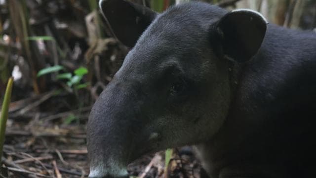Corcovado National Park, San Pedrillo Station, 1-day hike