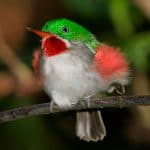 Birdwatching in Los Haitises National Park