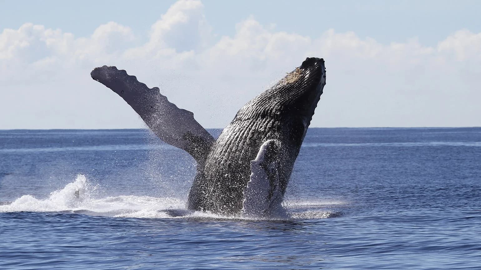 Whale Watching from Miches Hotels and Cayo Levantado (Bacardi Island)