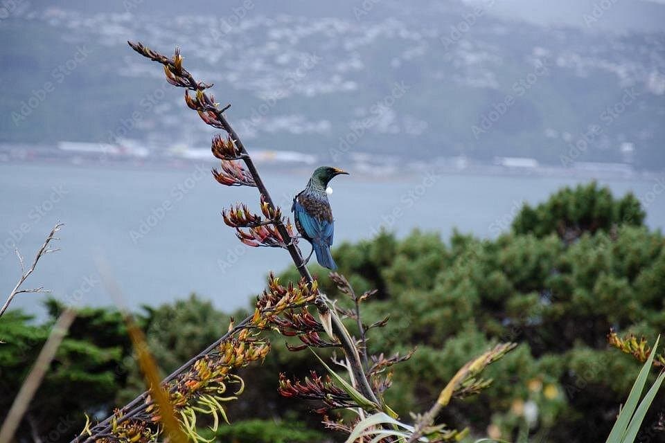 Guided Small Group Walking Tour in Wellington
