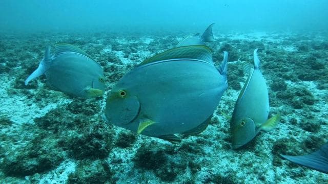 Caño Island Biological Reserve - Snorkeling or Diving