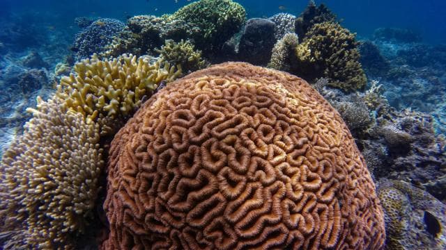 LICENSED Two-Hour Snorkeling Adventure Cahuita National Park