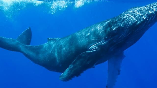 Drake Bay: Dolphin and Whale Watching Tour