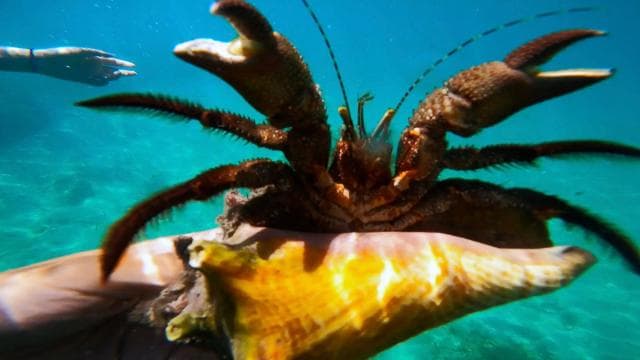 San Juan: Sea Turtles & Manatees Snorkeling with Video & Rum
