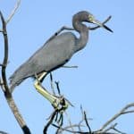 Caño Hondo : Los Haitises Sunrise or Sunset Private Kayak Excursion with Locals