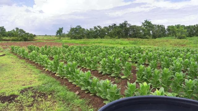 Puerto Rico: Ocean Lab Brewery and Tobaco Farm Tour