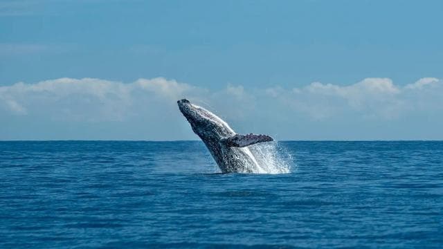 Uvita: Private Marino Ballena Boat Cruise Whales & Dolphins