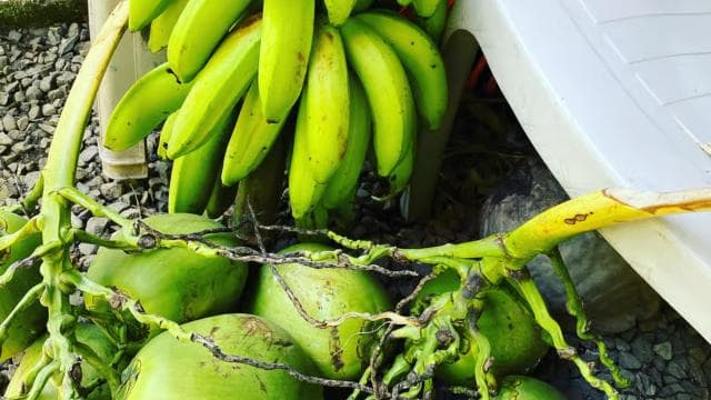 Puerto Viejo: Medicinal and Edible Plant Class
