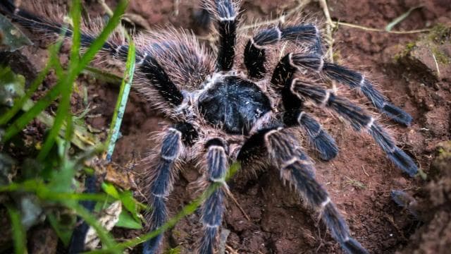 Cahuita: Night Reptile Tour with Specialist Guide