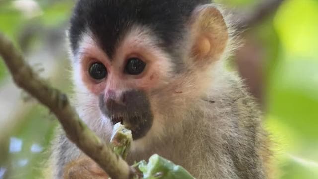 Manuel Antonio National Park Full Wildlife