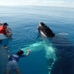 From Punta Cana: Samana Cayo Levantado Whales