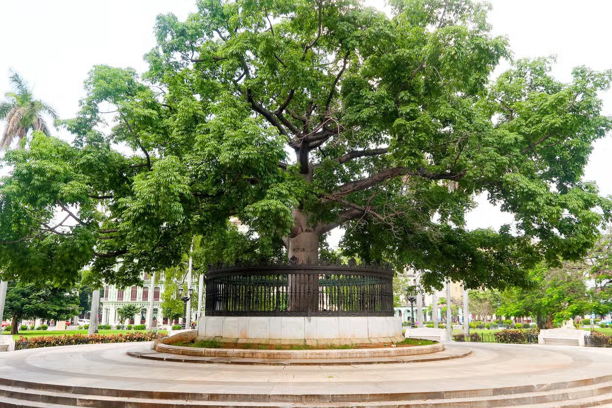 Centro Habana Free Tour
