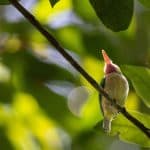Samana: Bird Watching & Limon Waterfall
