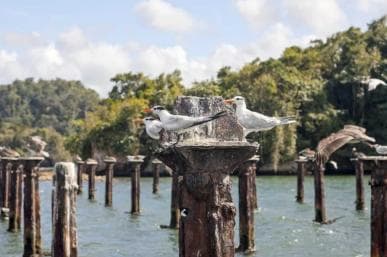 Santo Domingo: Visit Samana, Los Haitises Park, and Cayo Levantado Island