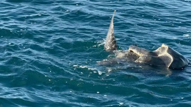 Puerto Jiménez: Dolphin Watching with a Snorkeling Stop