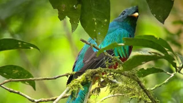 Monteverde: Cloud Forest Guided Walk