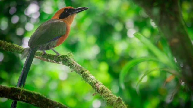 La Fortuna: Bird Watching Tour at Natura Park