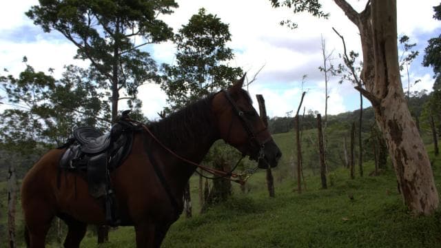 Private Horseback Riding - Río Celeste