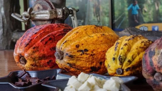 La Fortuna: North Fields Coffee and Chocolate Tour
