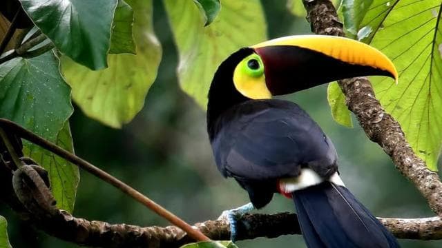 Puerto Jiménez: Private 1-Day Tour to Sirena in Corcovado