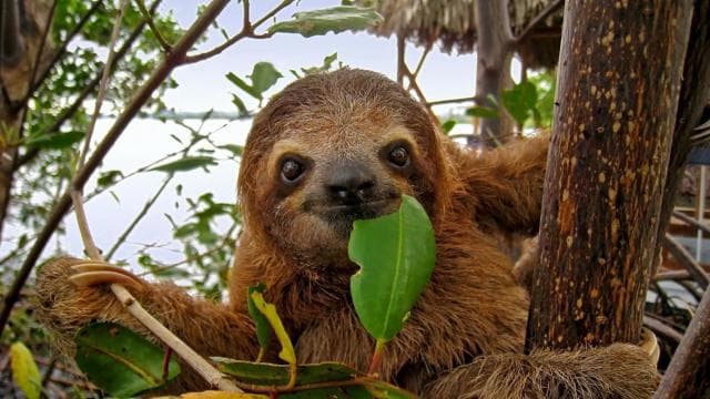 Uvita:Sloth Watching Trail-The best sloth tour in Costa Rica