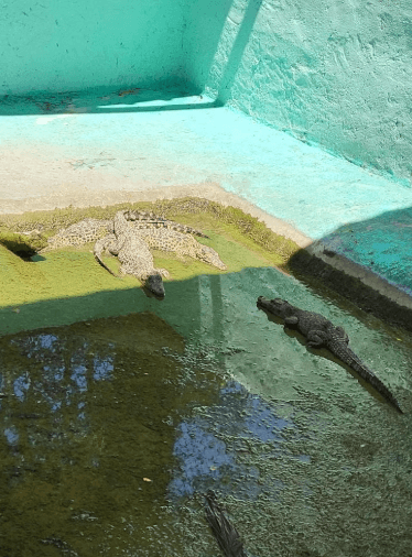 Guama and Hatiguanico River Trip