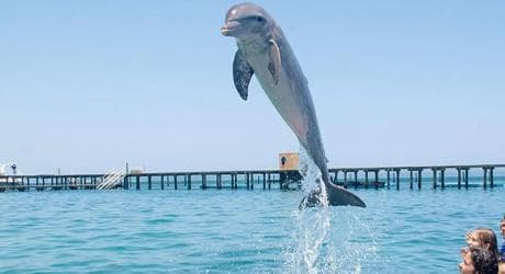 Punta Cana Dolphin Adventure: 40-Minute Interaction