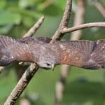 Birdwatching in Los Haitises National Park