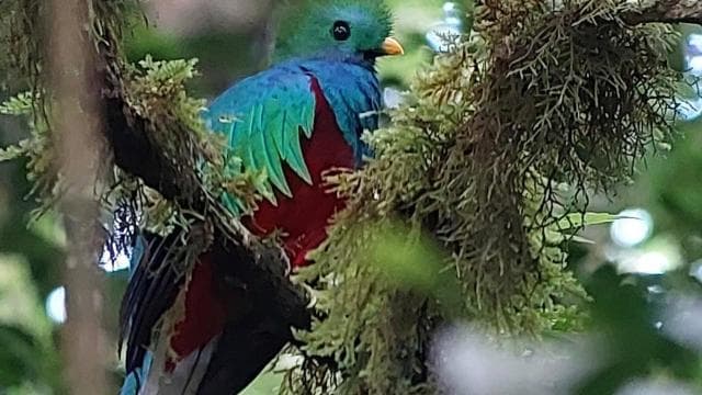 Monteverde: Cloud Forest Tour with Guide & Photos