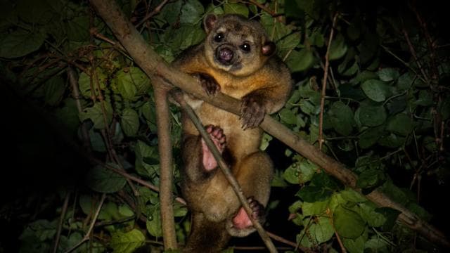 Manuel Antonio: Night Mangrove Safari Boat Tour with Dinner