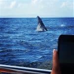 Family-Friendly Whale Watching Tour in Samaná
