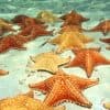Media Luna Miches (Half-Moon) Natural Pool Half – Day Pass and Snorkeling