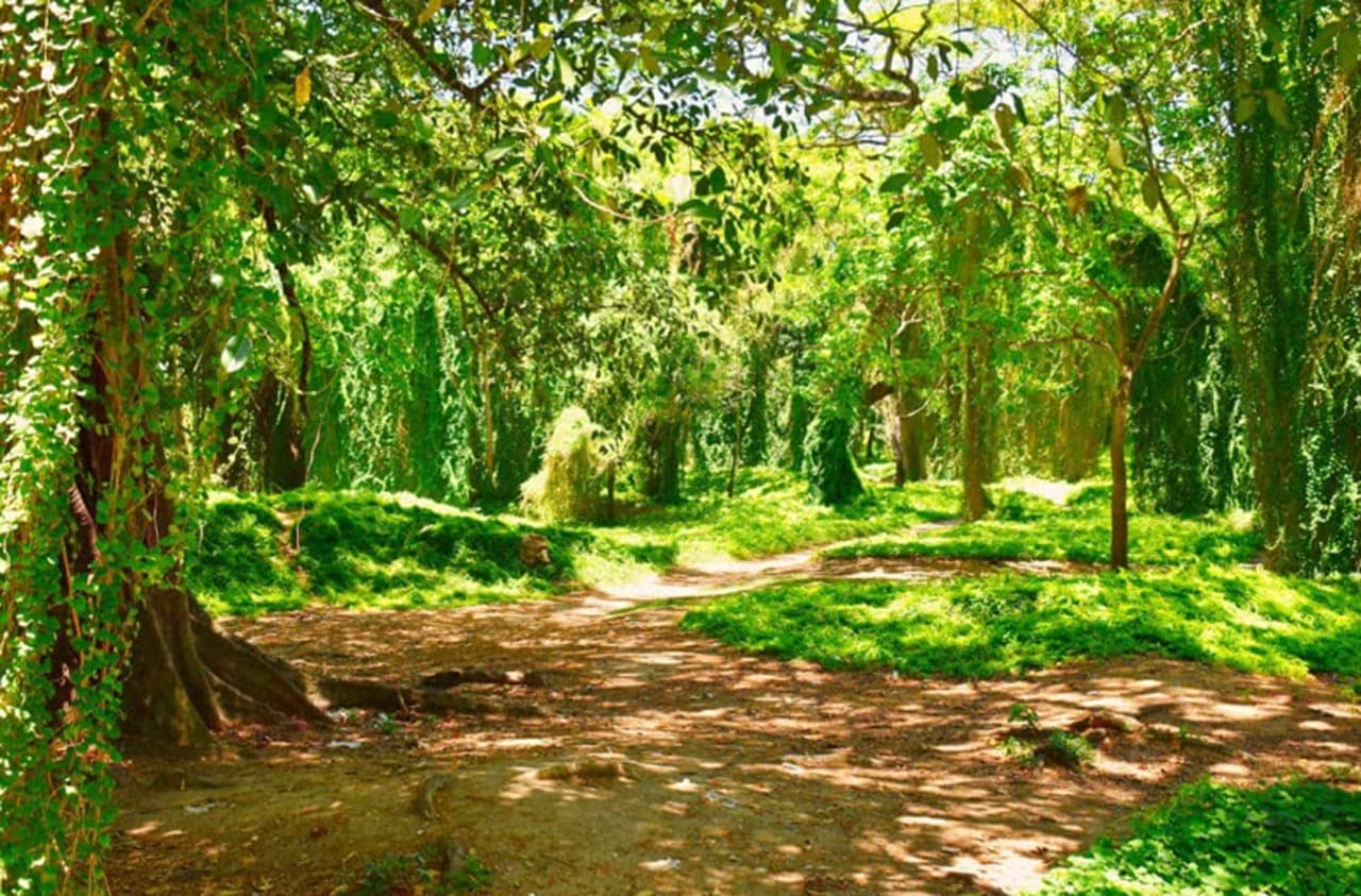 Havana Enchanted Forest Bike Tour