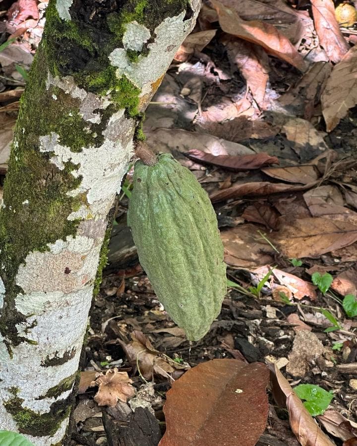 Miches: Yanigua Waterfalls Tour – Clay Spa, Lunch & Nature Adventure