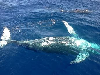 Samana: Whale Watching Tour