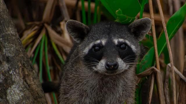 Sierpe: Jungle Wild Cruiser and Mangrove Forest Tour