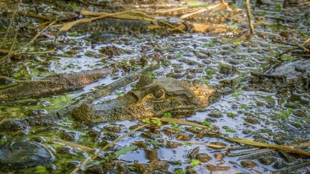 Tortuguero National Park: Best Things to Do in Tortuguero
